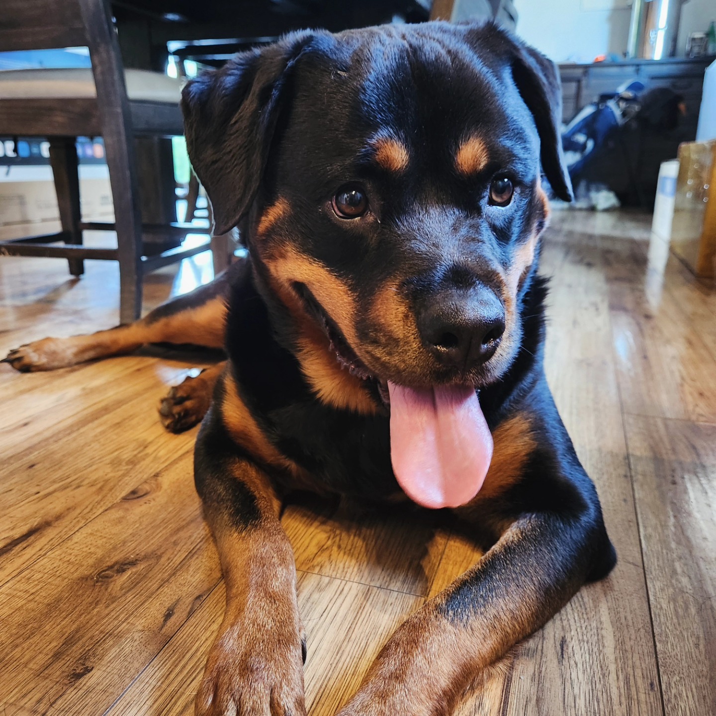 Training big dogs for family self-defence